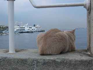 �������ꎞ�̔g�~��A�R�������̃l�R���l���݂̋C���ł��B