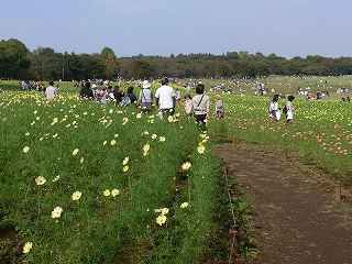 �����ϐ��Ԕ��͂U�i�ށA�Q�R���{�̌ܕ��炫�̃R�X���X���ł��B