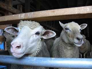 �_�ސ쌧���쒬�̕����q��ɂāB