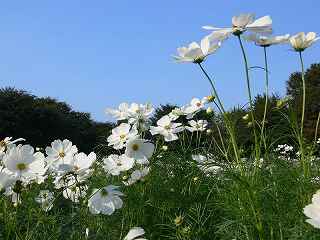 �����ϓ��Ԕ��͔���F�̃R�X���X���ł��B