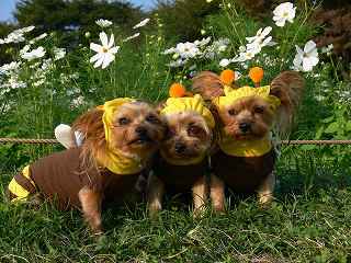 �ڂ��B�R�Z��Ƀ~�c�o�`�̃R�X�`���[��������Ă��ꂽ��B