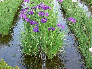 01.jpg (29144 �o�C�g)