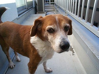 �l�́u�{�u�v�ł��B