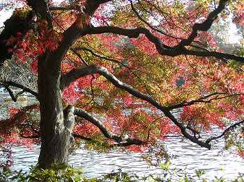 �I�A�V�X�̍g�t