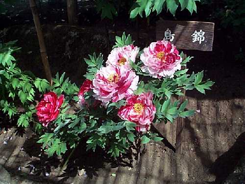 kama04-1.jpg (35558 バイト)