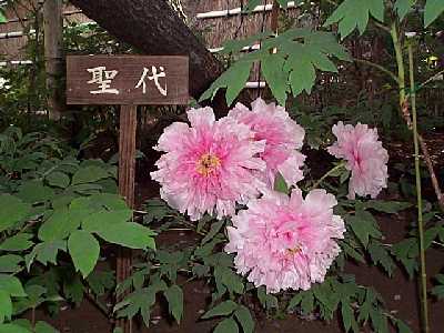 kama04-12.jpg (24220 バイト)