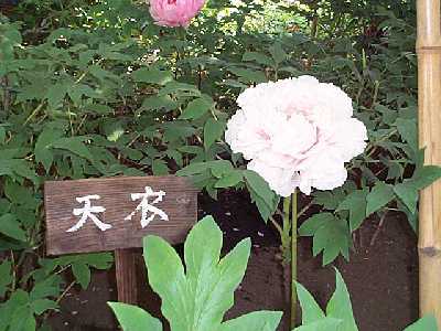 kama04-13.jpg (24272 バイト)