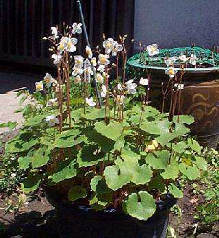 kama04-23.jpg (27089 バイト)