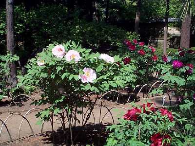 kama04-9.jpg (31571 バイト)