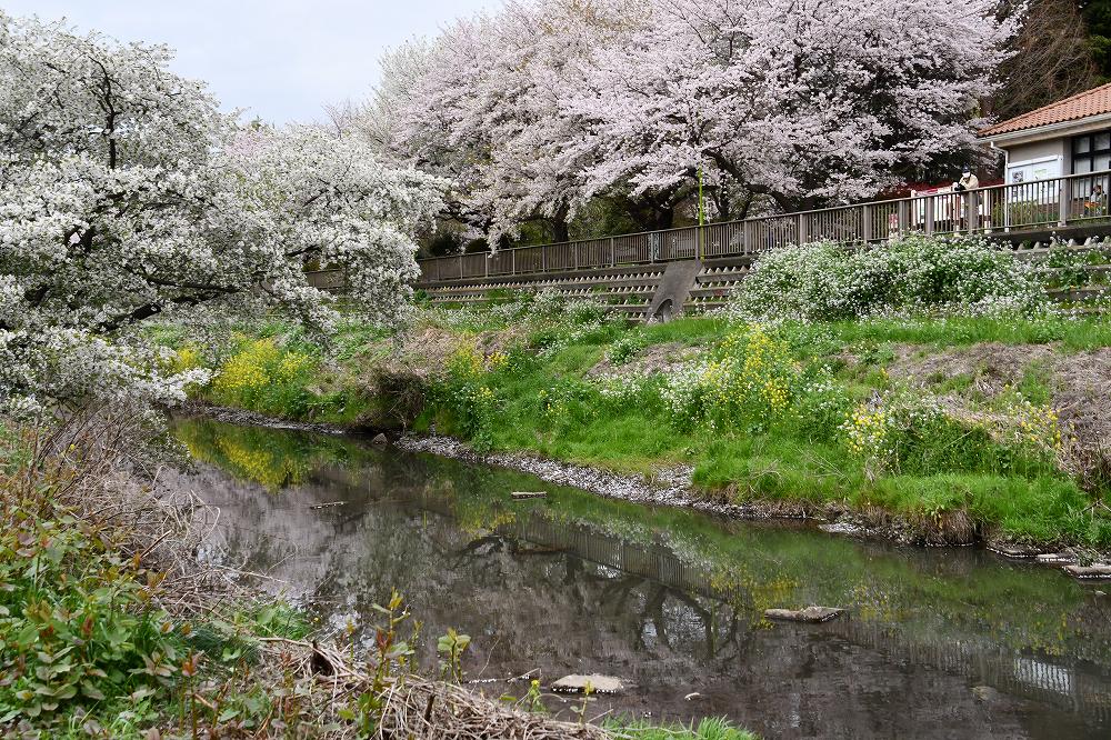 東京都世田谷区喜多見9丁目 「野川緑道」 桜並木