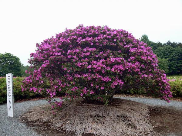 003.jpg (69487 �o�C�g)