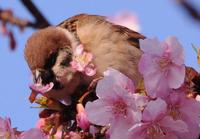 c.jpg (6868 �o�C�g)