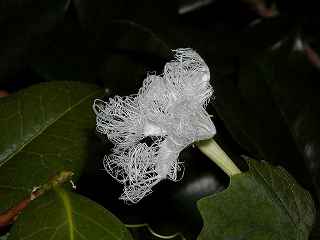 �t�@���^�W�[

�w�قƂƂ����̉ԁx�w���炰�x�w�n�����A�̐_�� �w�ق���x�w�g���{�Ɋ^�x�w��ɕ����ԉ_ �x�w�X�e���h�O���X�ƘZ�b�R �x
�w������艀�x�w�e�G�̐��E�x�w���z�I�ȉԁx 